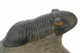 Paralejurus Trilobite Fossil - Orange Eye Preservation! #334858-1